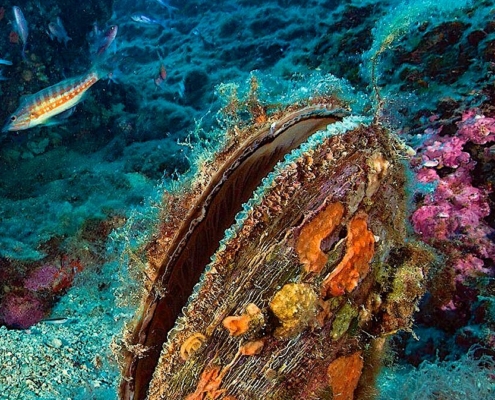 Byssus Muschelseide Sardinien